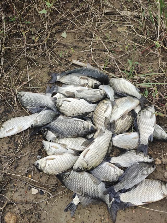 鲫鱼明明刺多,可为什么钓到鲫鱼比钓到其它鱼明显要高兴得多?-惠修网