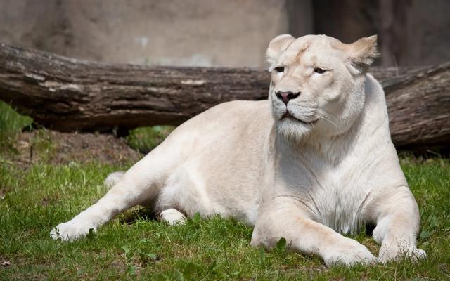 棕色大熊猫阅读答案:大熊猫变成全白色为什么？