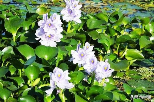 何方神圣:水葫芦入侵我国120年，江河已没有一寸净土，它是何方神圣？
