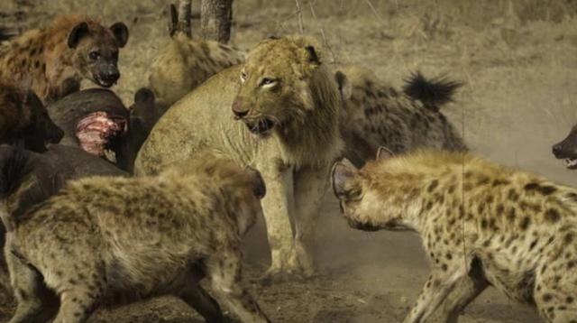 斑鬣狗属于猫科吗:斑鬣狗为什么喜欢掏肛？动物被掏肛时为什么原地不动？