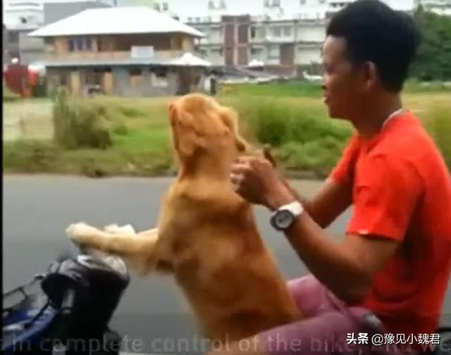 国外格力犬猎兔视频:打猎的狗，有哪些品种值得推荐？