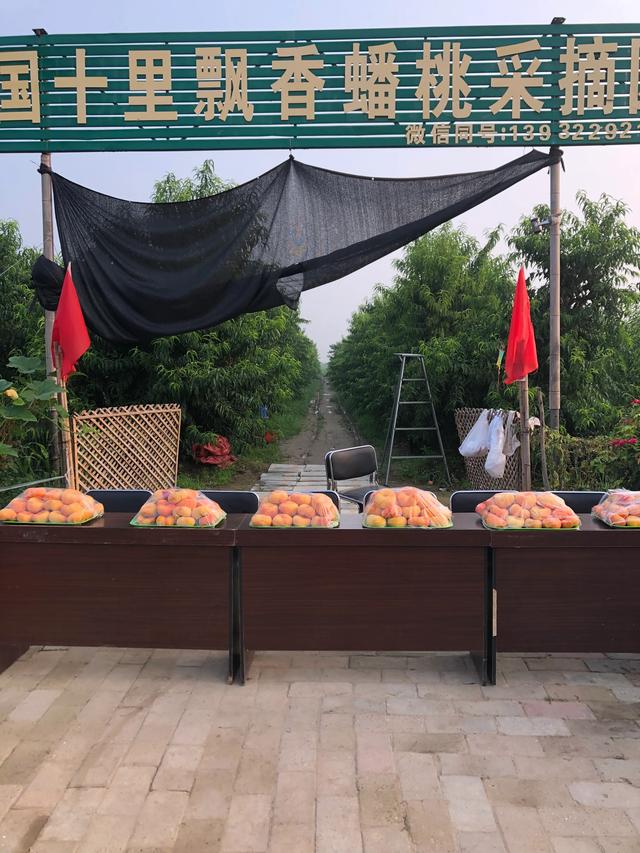 当前发展什么品种果树最赚钱？