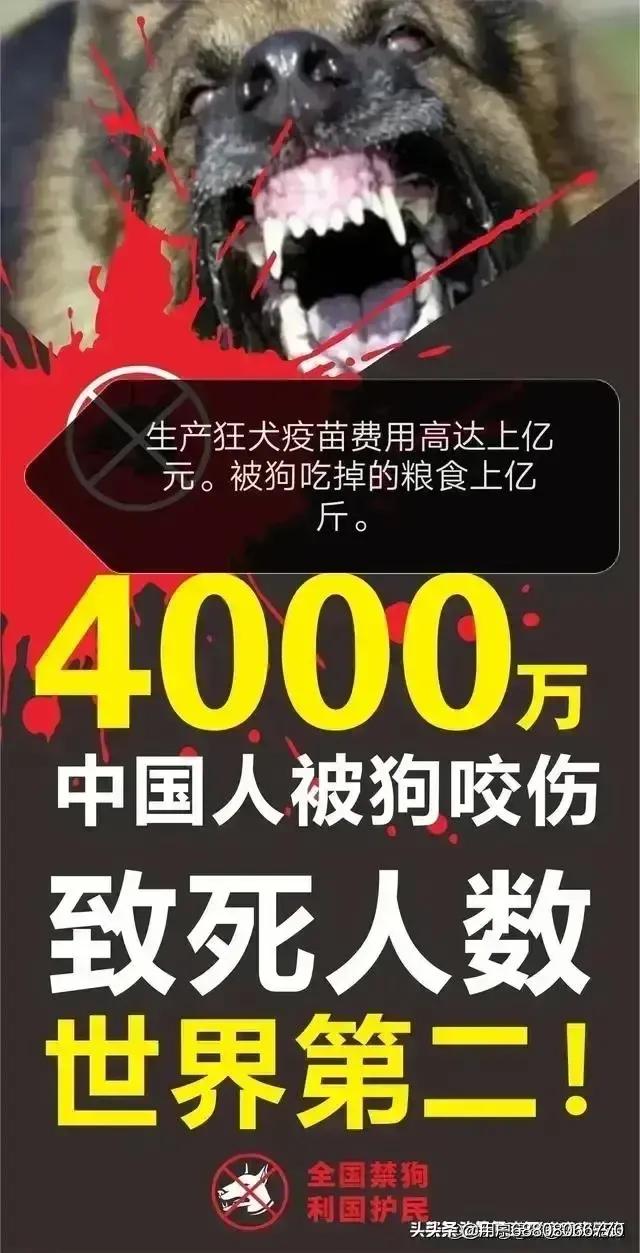 杭州限狗令背后的沉思：对于我们来说,狗到底意味着什么？