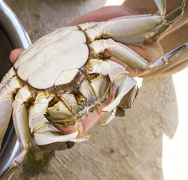 可以控制螃蟹的蟹奴是怎么把螃蟹身体掏空的