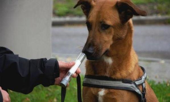 缉毒犬偷吃薯条:有哪些奇怪的动物行为，没有多少人知道？