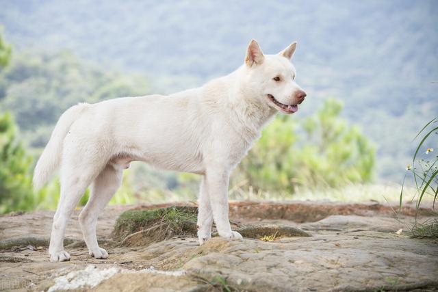 信鸽牌幼犬专用犬虫一扫光:你怎么看狗主人将自家狗当肉狗卖掉的行为？ 好的信鸽幼仔多少钱