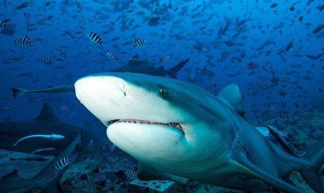 独眼鲨鱼是怎么形成的:在水族馆的大鱼缸里，为什么鲨鱼不吃其他的鱼？