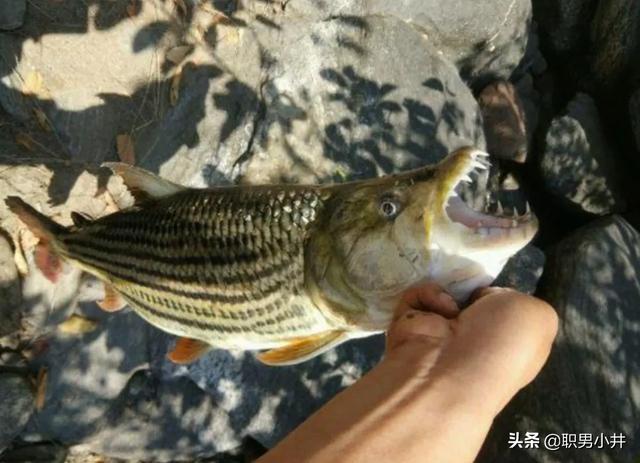 梵蒂冈为什么没人敢打:尼罗河相比长江可怕在哪？为何沿岸地区很少人敢下水游泳？