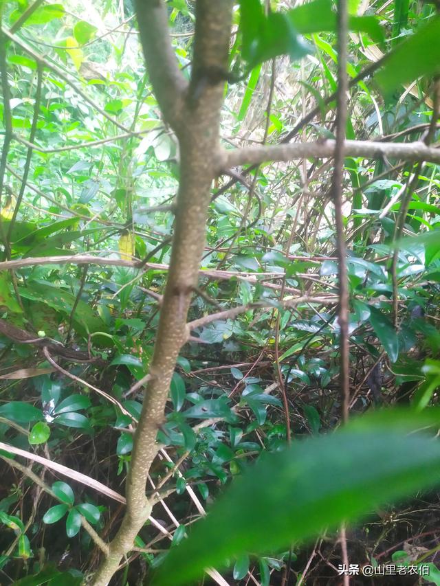 11,穿破石,为桑科植物小柘树或柘树.