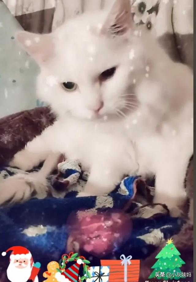 流浪狗和流浪猫好句子:那些收养流浪猫、流浪狗的是些什么人？