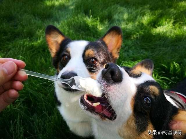 养一条宠物狗多少钱:养500条肉狗要投资多少钱？