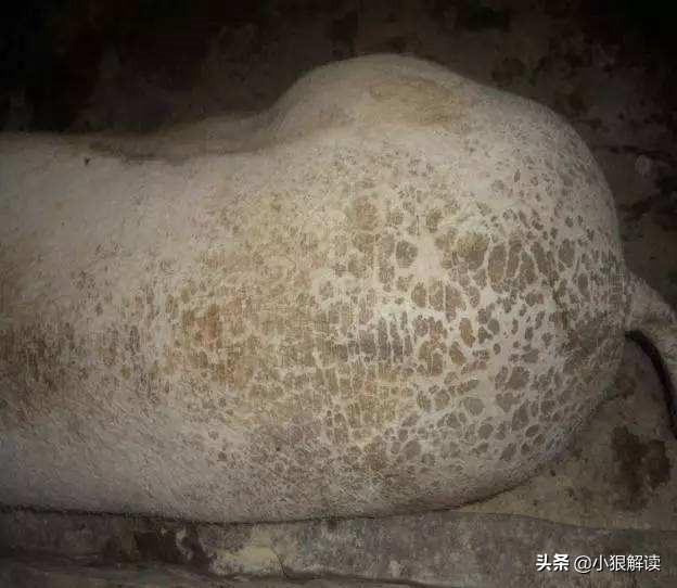 最耐寒的动物:猪睡在冰冷的地上为何不怕冷？