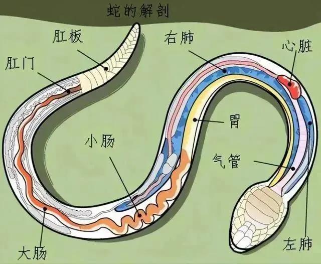 中国最吓人的一条巨蛇，巨蟒的绞杀力到底有多恐怖普通人遭遇巨蟒该怎么办