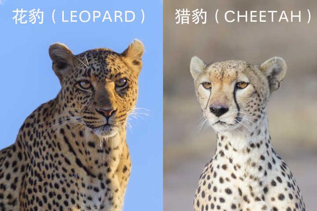 猎豹属:猎豹和花豹有什么区别？谁更强一些？会互相攻击或者交配吗？