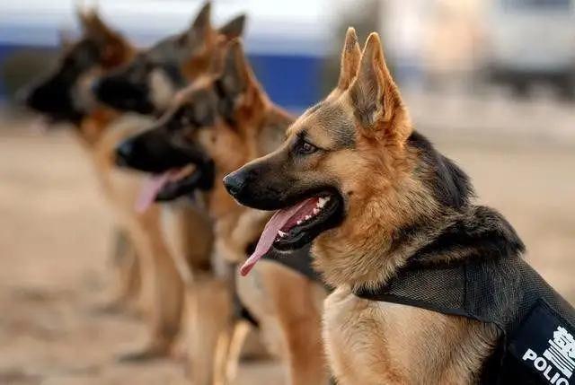 鬣狗vs比特犬:三只比特犬多久可以咬死一只苏门答腊虎？为什么？