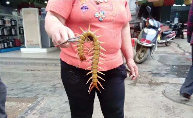 踩到蜈蚣会不会不吉利 为什么不能踩死蜈蚣-十万个为什么_家庭百科