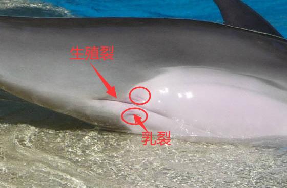 关于白鲸的资料新闻:被鲸鱼吞下肚，还能活着的可能性有多大？