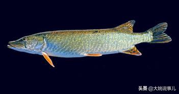 鱼的寿命有多久？有没有人见过鱼老死？插图142