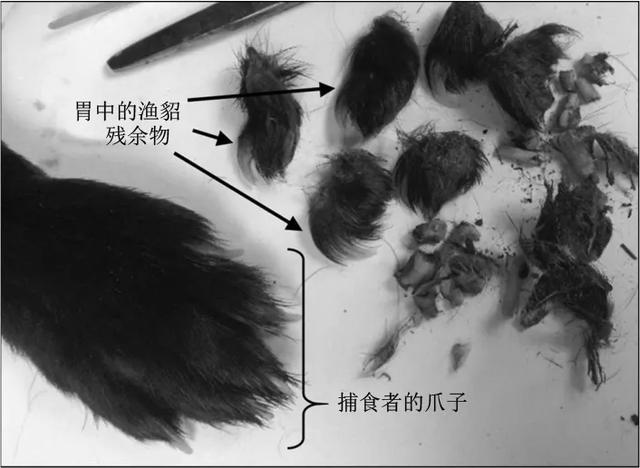 狞猫能打过狼吗:动物的攻击能力会有多强呢？