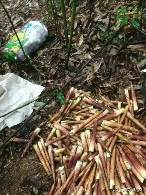 被山蛩虫咬了有没有毒:中医如何治疗虫咬性皮炎？