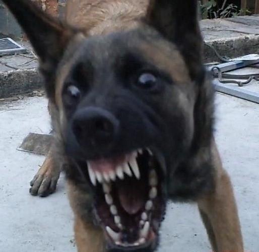 防暴犬凶性视频:11月17日:一批人挖坑,一批人填坑,大A这料性明日怎么走？