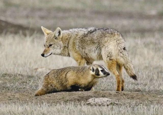 但是像狼狈这种关系的动物还是存在的,它们就是美洲獾和北美郊狼,其中