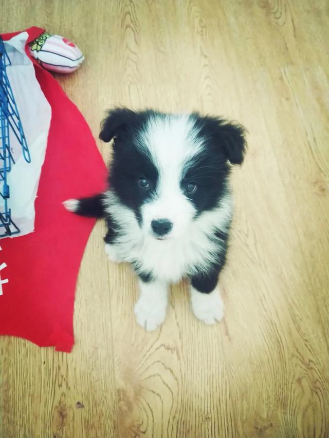 养一条世界公认智商最高的边境牧羊犬是一种怎样的体验？插图22