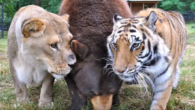 物种之间有生殖隔离,那么有没有友谊隔离呢?-惠修网