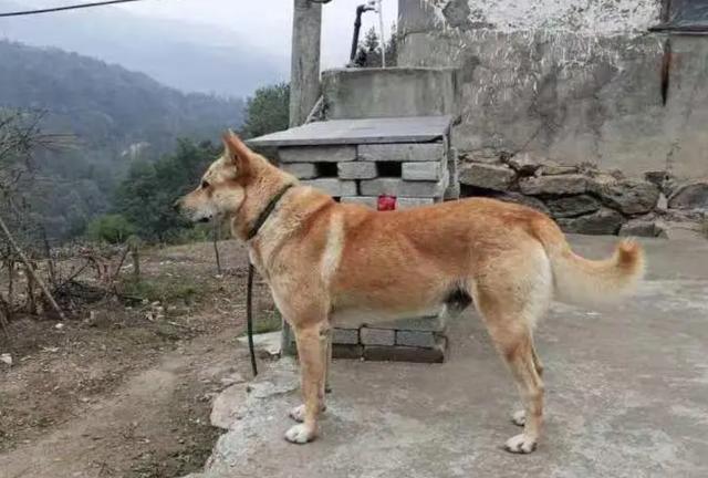 中国土狗图片:农村半夜土狗叫不停，开门一看啥都没有，狗叫是啥原因？