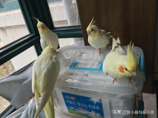 中角蛙的寿命:有哪些容易上手还不违法又好玩的宠物？