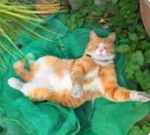 猫咪减肥容易吗:猫咪太胖会引发什么后果？