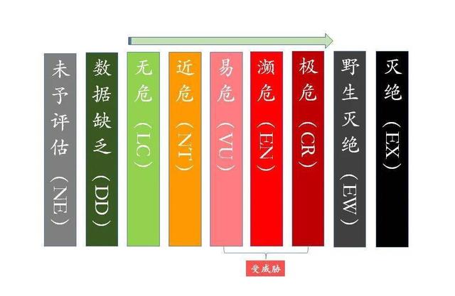 红海巨蛇:莽山烙铁头号称世界上最贵的毒蛇，究竟是为什么一条价值上百万？