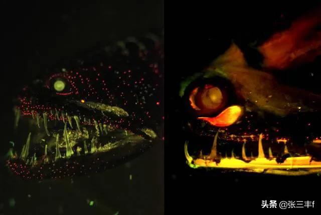 皱鳃鲨海里游泳:大海里到底存在着多少不为人知的恐怖生物？