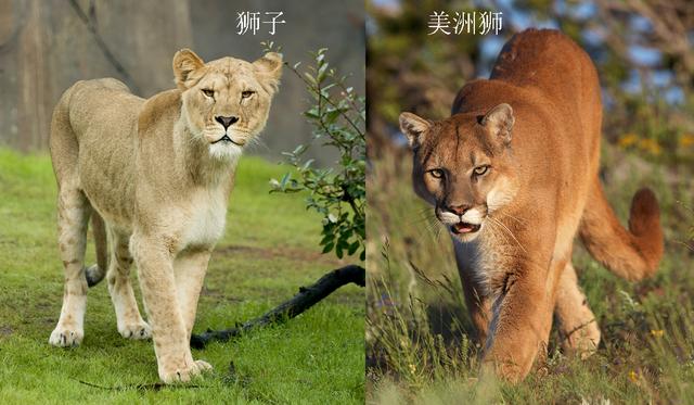 阿根廷杜高对美洲豹:假设美洲豹和美洲狮单挑，谁更厉害？为什么？