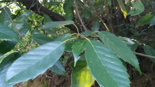 座标:湖南邵阳,我们这边叫椆珠树,也叫杂木树,其它的,大家都说了!