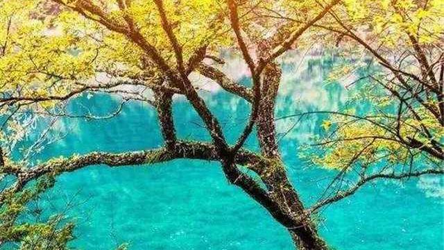 九寨沟：有一种错过叫永恒