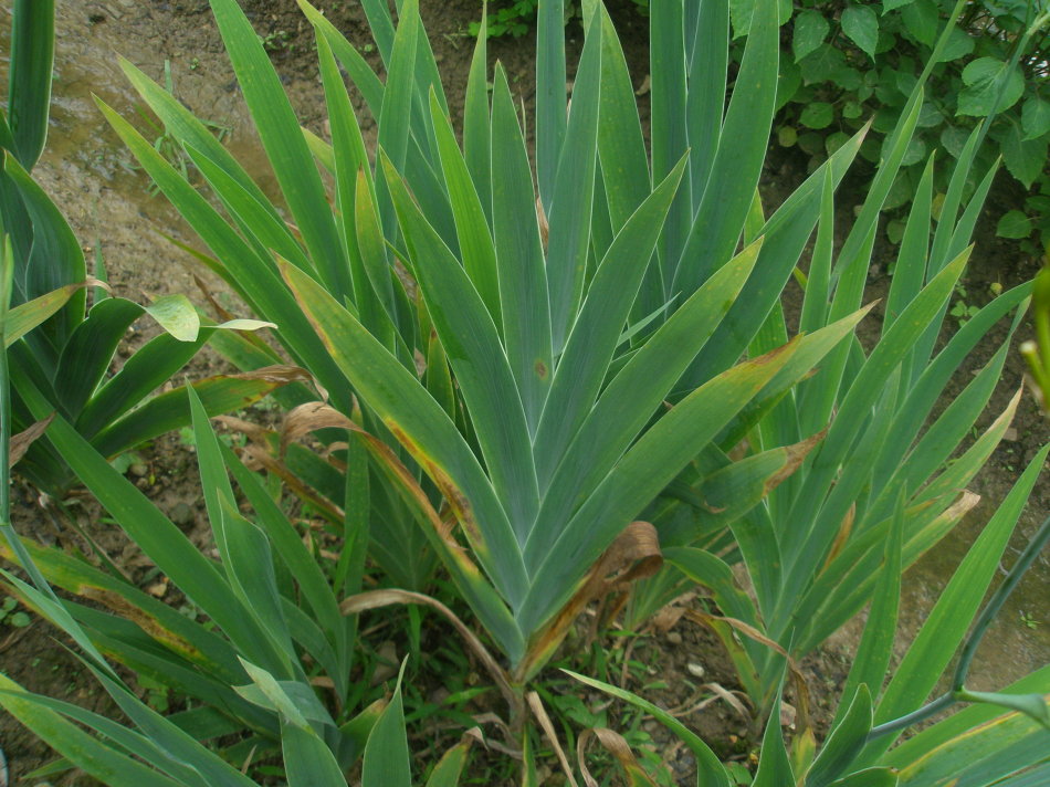 在农村有种草叫射干,清热解毒有奇效!