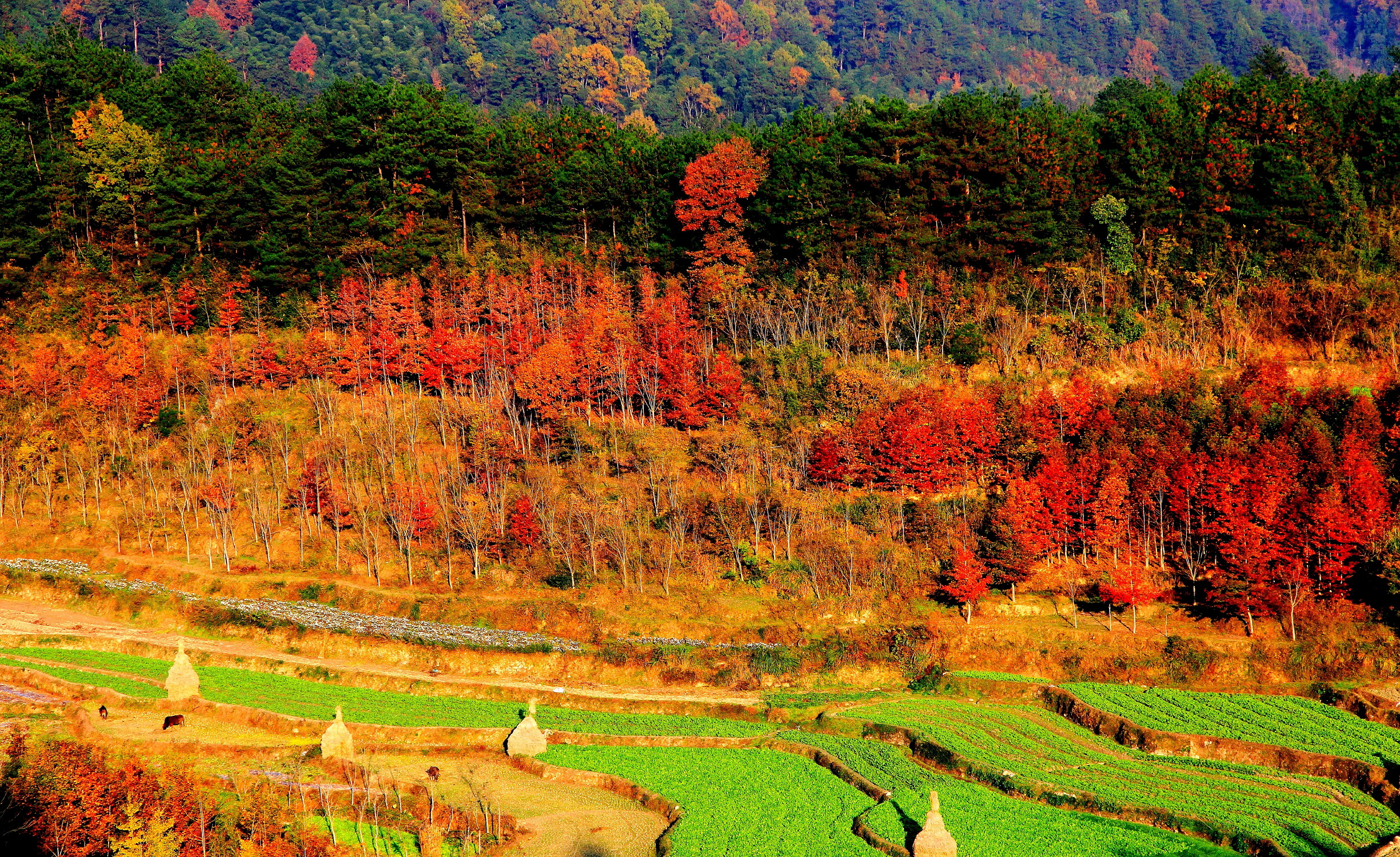 旅游酬宾周，黄山市54家景区向全国游客半价