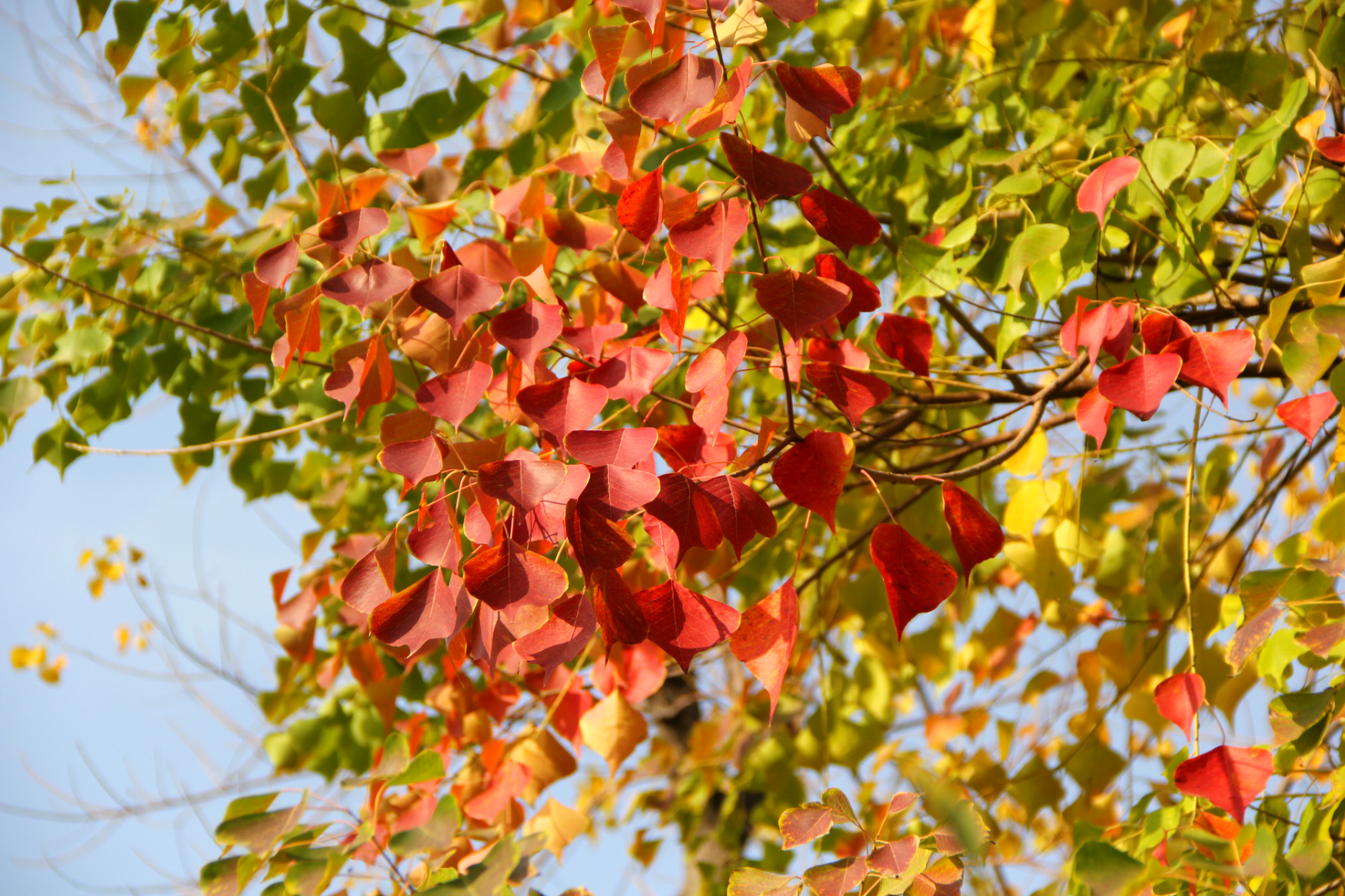 植物乌桕树_乌桕与红叶乌桕的区别 - 云林新闻励志网