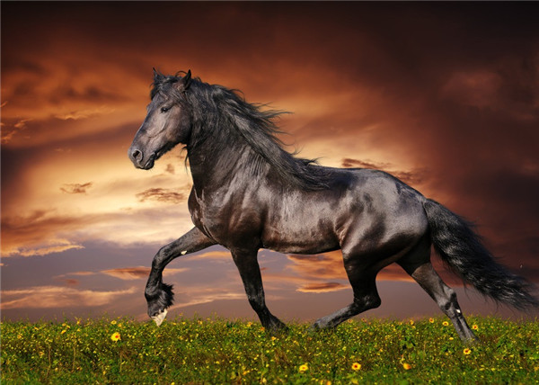 盘点中国古代名马 这些冷知识你一定不知道!