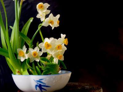 家居养花：让<a href='https://www.lz66.cn/tag/zhongguoshidaminghua_16587_1.html' target='_blank'>中国十大名花</a>之十水仙花在春节开放的技巧！