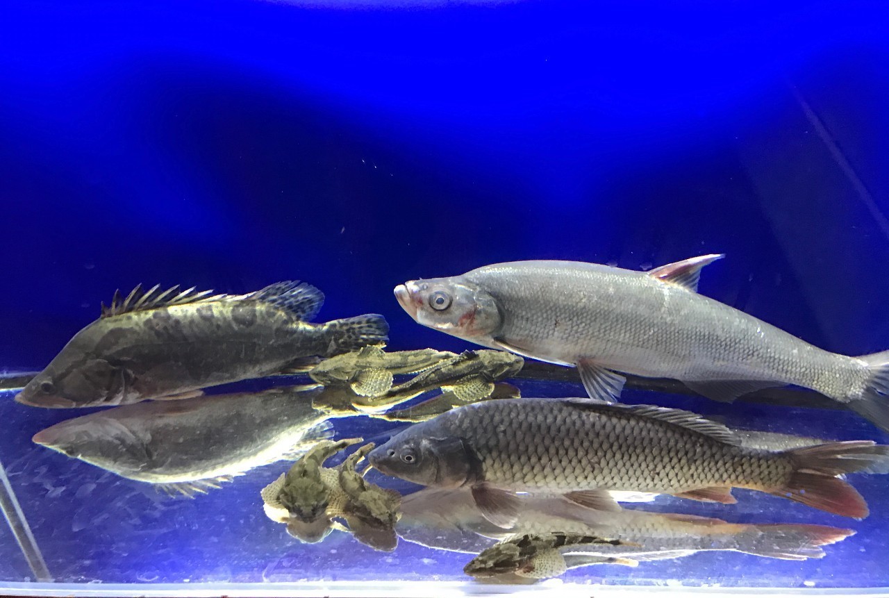 四鳃鲈鱼是哪里的特产四鳃鲈鱼哪里吃