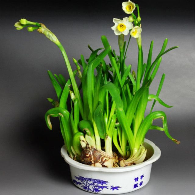 养花技巧：养好水仙花必须要把好四关，中国十大名花