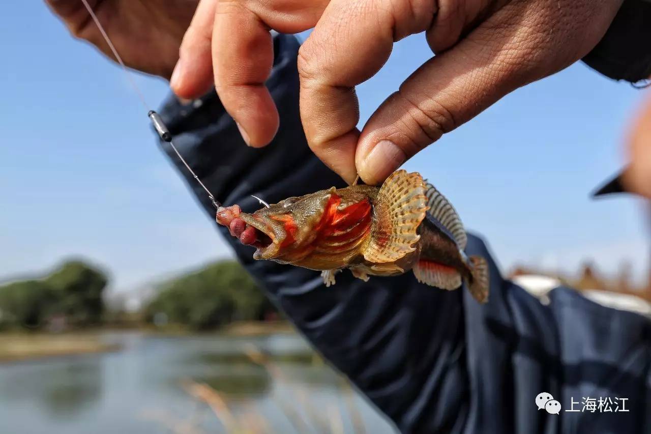 (第一条被钓起的四腮鲈鱼)(四大名鱼垂钓大赛正式开始)(首届四大名鱼