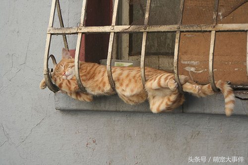 终于知道“懒猫”是怎么来的了