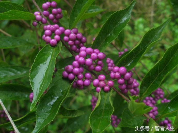 紫玉珠植物_紫珠叶的功效