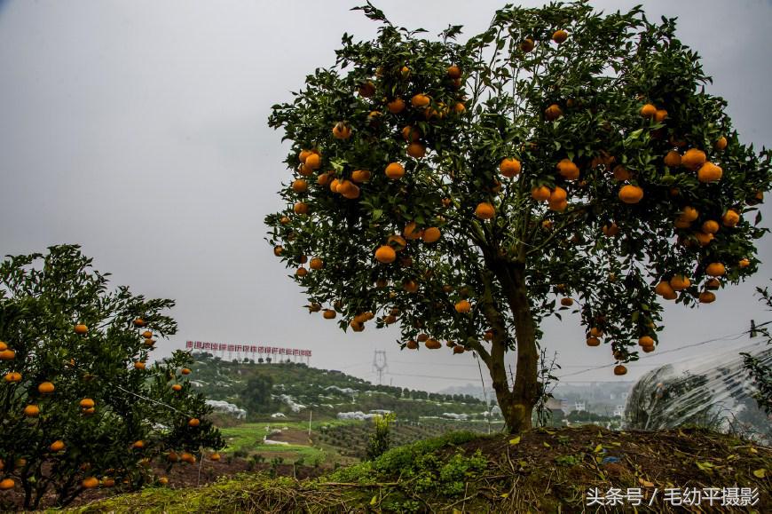 看漫山遍野的柑橘，品读屈原诗词《橘颂》