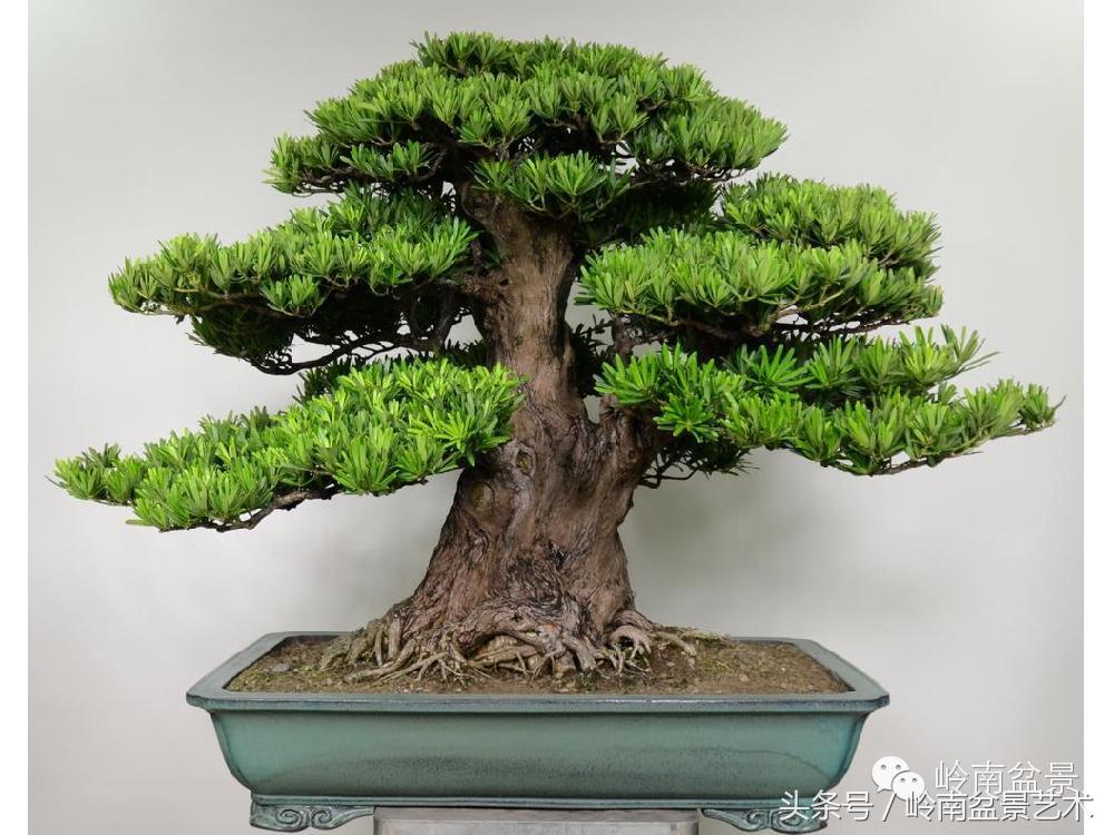 各种珍稀罗汉松品种