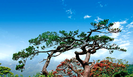 這五座山,原名五子山,後來,因為它們像5個手指指向蒼天,又被稱為五指