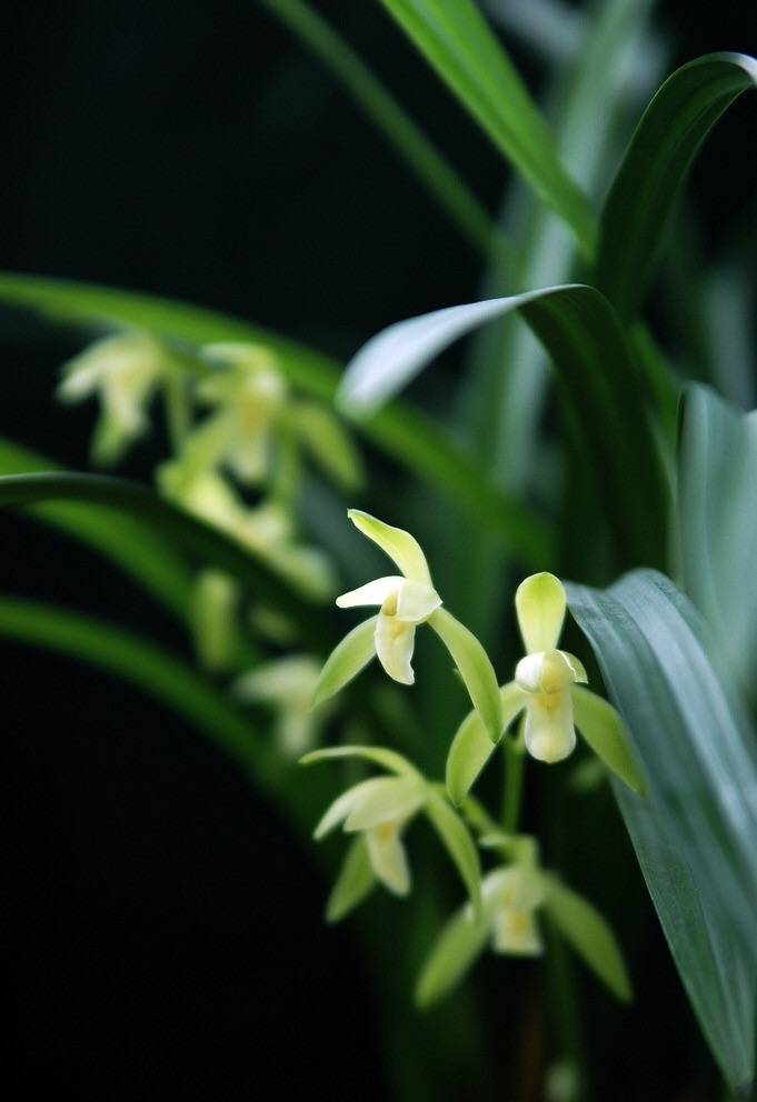 描写兰花最著名的诗句幽兰香风远蕙草流芳根兰生幽谷无人自芳是已